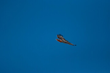 Fototapeta na wymiar Red Tailed Hawk flying overhead