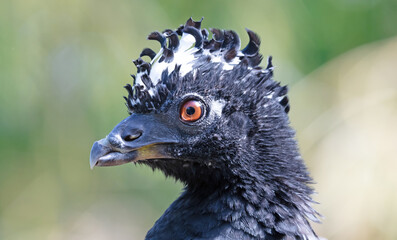 Sclaters hokko, bare-faced curassow, Crax fasciolata