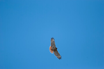 Fototapeta premium Red Tailed Hawk flying overhead