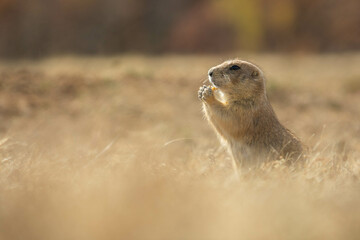 Prairie dogs in the Wichita Mountains Wildlife Refuge in the fall, autumn