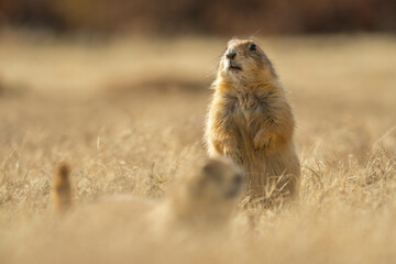 Prairie dogs in the Wichita Mountains Wildlife Refuge in the fall, autumn
