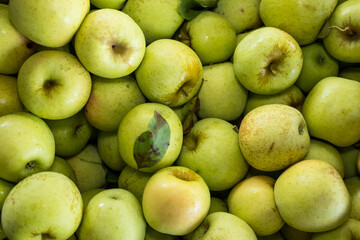 Colorful Apples in a Pile in the Autumn After being Harvested