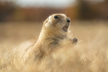 Prairie dogs in the Wichita Mountains Wildlife Refuge in the fall, autumn