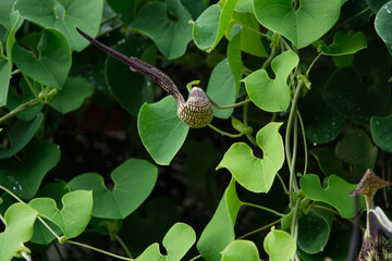 Aristolochia  signes (famille aristolochiacées) plante originaire d'Amérique du Sud  mais photographiée en Thaïlande, surnommée aussi jabot de dinde ou faisan en Asie