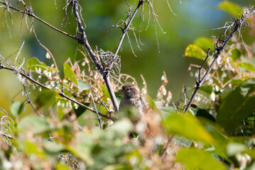 House Sparrow in a bush