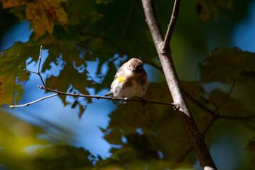 Yellow Rumped Warbler in a Tree