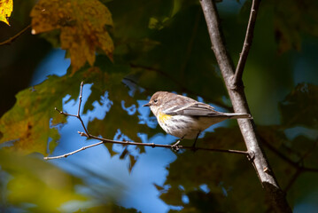Yellow Rumped Warbler in a Tree
