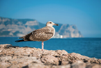 A seagull sits on a stone against the backdrop of the sea and mountains in summer close-up