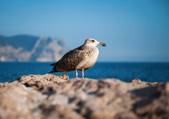 A seagull sits on a stone against the backdrop of the sea and mountains close-up