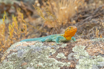 Wichita Mountains Wildlife Refuge, Eastern collared lizard