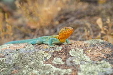 Wichita Mountains Wildlife Refuge, Eastern collared lizard