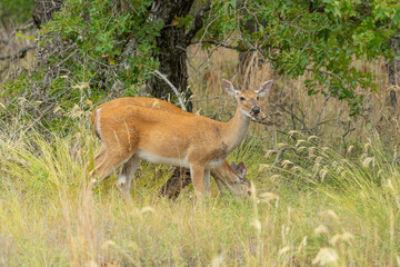 Wichita Mountains Wildlife Refuge, deer