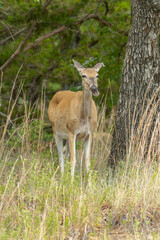 Wichita Mountains Wildlife Refuge, deer