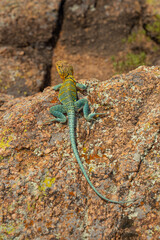 Wichita Mountains Wildlife Refuge, Eastern collared lizard