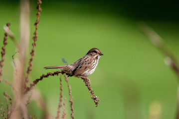 Fototapeta premium Song Sparrow in the Grass