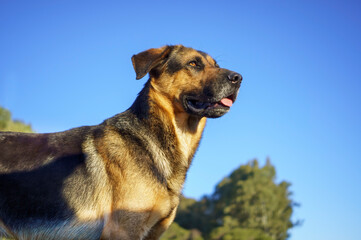 dog; sad; looking at camera; big; camera; looking; adorable; animal; expression; standing; male; isolated; nature; outside; alone; strong; melancholy; single;