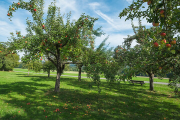Fototapeta na wymiar View of an orchard in the Taunus in Hesse/Germany with an apple tree on a sunny autumn day