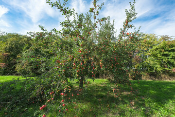 Fototapeta na wymiar View of an orchard in the Taunus in Hesse/Germany with an apple tree on a sunny autumn day