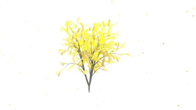 autumn falling leaves and swaying tree  animation white background.