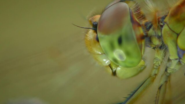 Portrait Vagrant darter (Sympetrum vulgatum): head and compound eyes, extreme close-up.