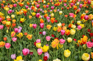 field of tulips in summer  - 536989996