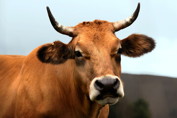 Asturian cow looking straight ahead
