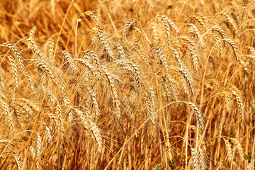 Golden wheat field in summer. A field with grain crops on a sunny day, close-up.
