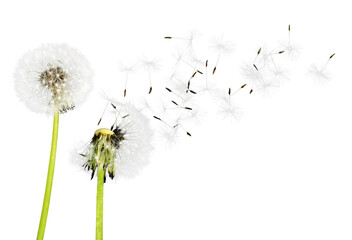 Fototapeta Close up of grown dandelions and dandelion seeds isolated on  background obraz