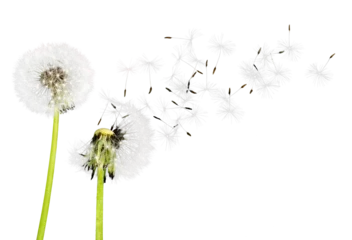 Foto op Plexiglas Close up of grown dandelions and dandelion seeds isolated on  background © BillionPhotos.com
