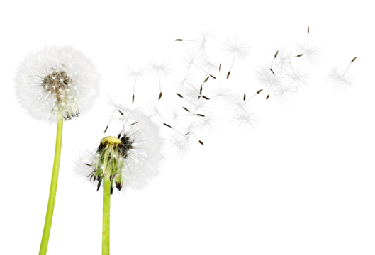 Close up of grown dandelions and dandelion seeds isolated on  background