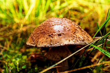 Pilzwanderung im Wald
