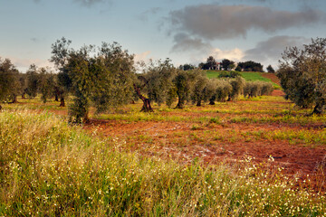 Olivos en Don Álvaro