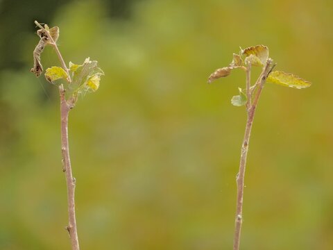 Shallow focus shot of two Cecidophyopsis ribis bud plants with blur background