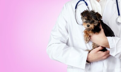 Young veterinarian doctor holding cute puppy on colored background