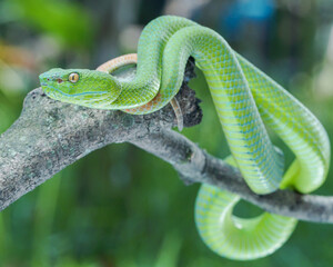 green snake on a branch