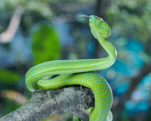 green snake on tree