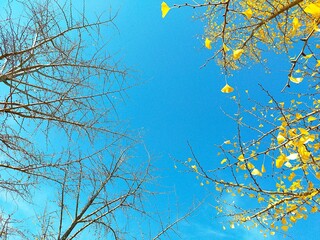 autumn leaves against blue sky