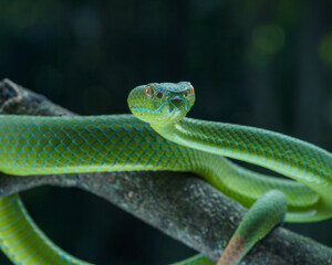 green snake on a tree