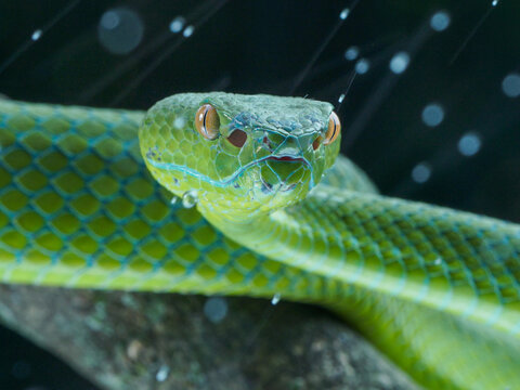 green snake on a tree