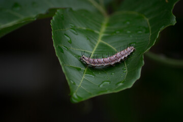 The passion fruit caterpillar Agraulis vanillae (Nymphalidae: Heliconiinae: Heliconiini) under a leaf of the passion fruit plant.