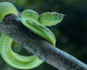 green snake in the tree