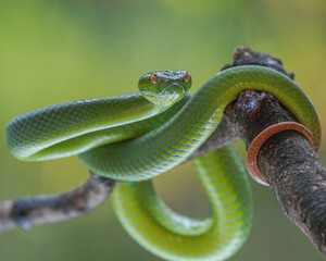 close up of a snake