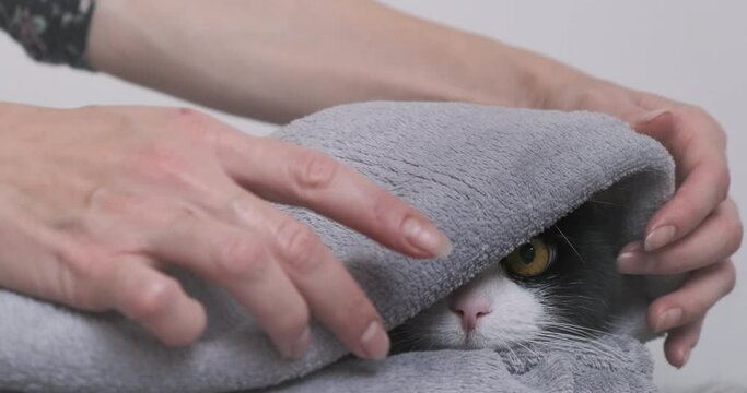4k footage cat under blanket, closeup. Cute cat pet warm, warmth under gray plaid in bed. Cold at home room. Poor heating in house concept. Energy problems. Cool weather temperature. Funny kitten 