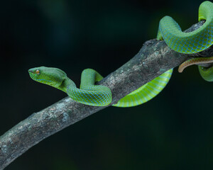 green snake on a tree