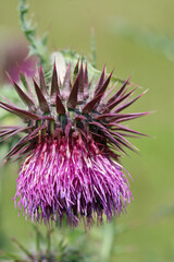 Purple musk thistle flower in close up