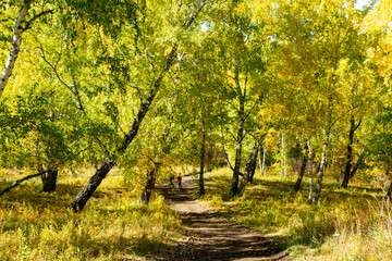 Autumn landscape. Birch autumn forest on a sunny day.