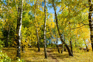 Fototapeta premium Autumn landscape. Birch autumn forest on a sunny day.