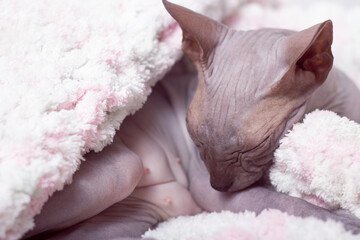 A sleeping cat on a pink and white knitted blanket. Don Sphinx breed cat