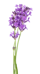 Schilderijen op glas Lavender flowers isolated on white background © BillionPhotos.com