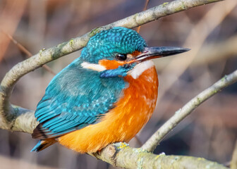 Eisvogel auf einem Ast